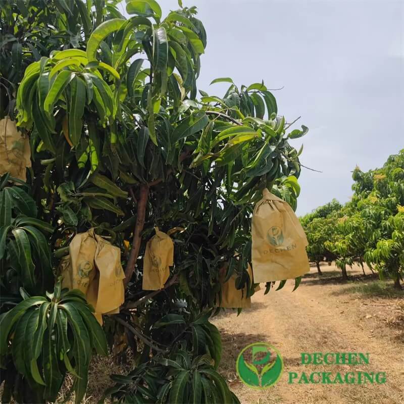 La cire met en sac le sac de papier imperméable de protection de couverture de fruits pour la croissance de mangue