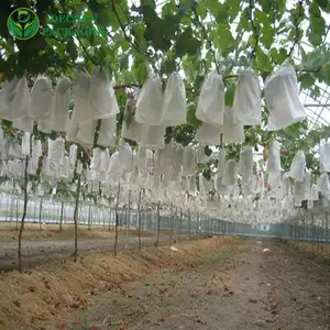 Sac de protection des fruits de raisin en papier au Pérou Chili